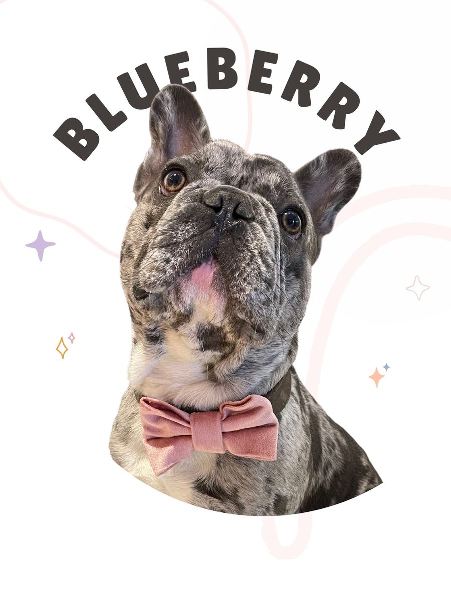 Blueberry, a merle French bulldog in a pink velvet bow tie
